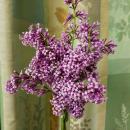 52 Lilacs From Momling 22 May 2018