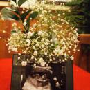 23 Family Announcement @ St Patrick s Day 7 17 March 2018