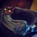 57 Gremlin Packing Himself 25 May 2018